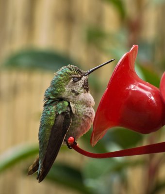Angy hummingbird?