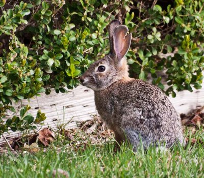 Wild Cottontail