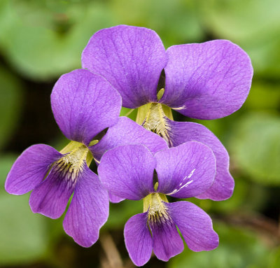 Signs of Spring, Violets