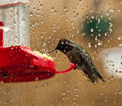 Hummingbird in the pouring rain!