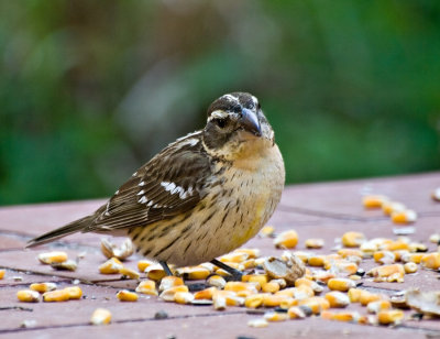 Female Black-headed Grosbeak