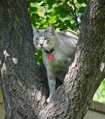 Adventures in a tree