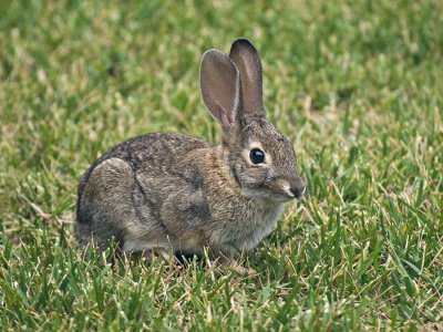 Baby Cottontail