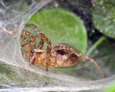 Grass spider, belonging to the funnel web category