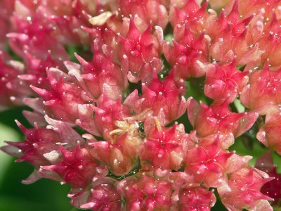 Sedum flowers after opening from bud stage