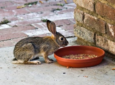 Wild Cottontail baby enjoying bird seed