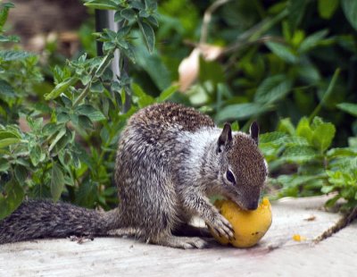 Snacking on an apricot