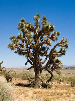 Joshua tree, Mojave desert