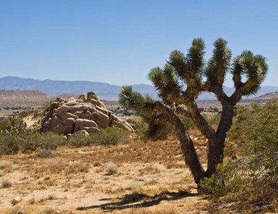 Joshua tree, Mojave desert