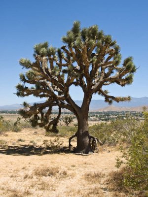 Joshua tree, Mojave desert