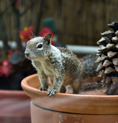 Baby California Gray Squirrel