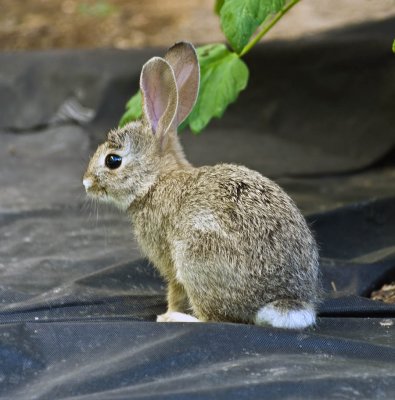 Very tiny cotton tail