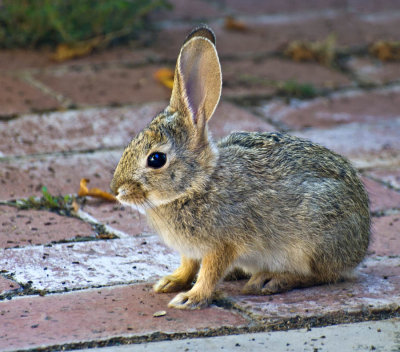 Baby Cottontail