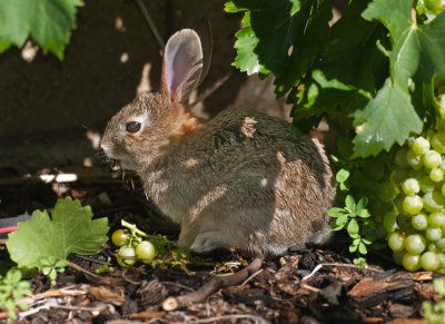Baby cottontail enjoying our grapes