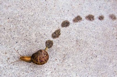 Snail trail