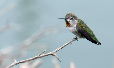 Female Ana's humming bird