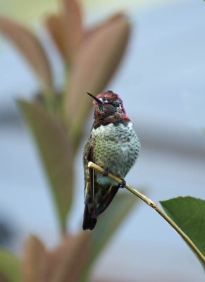 Ana's Hummingbird (male)