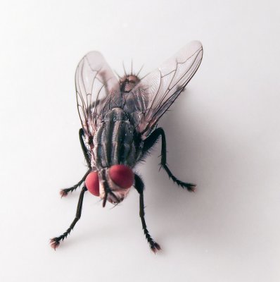 Fly on the wall! (actually the lampshade)