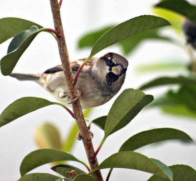 House Sparrow
