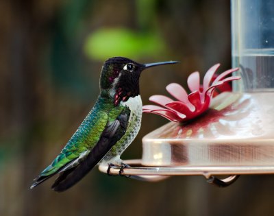 Ana's or Costa's (male) Hummingbird