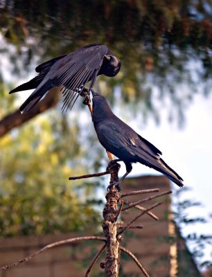 Preening crows