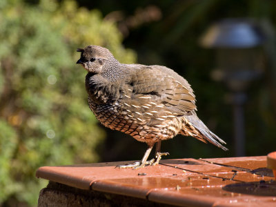 California quail (female)