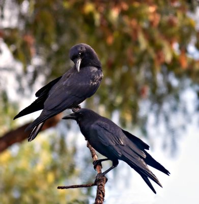 Crow Love?