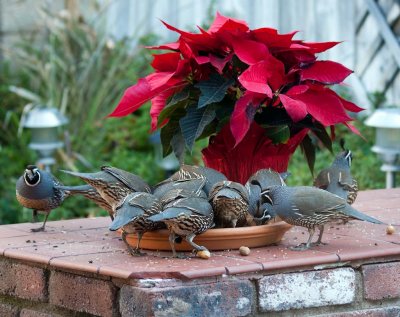 Christmas for my feathered friends