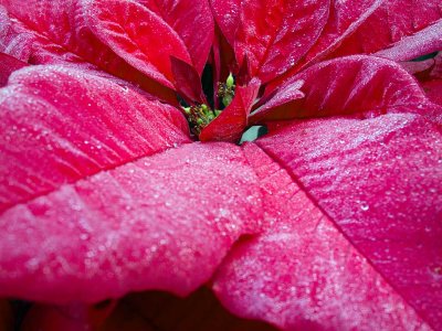 Poinsettia with frost