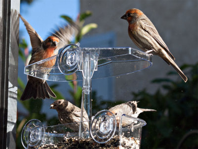 A crowd of finches at a window mounted seed feeder