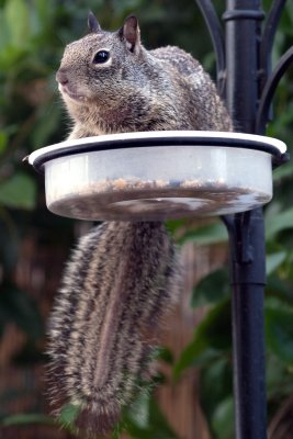 You get ALL the food when you sit in the community feeder