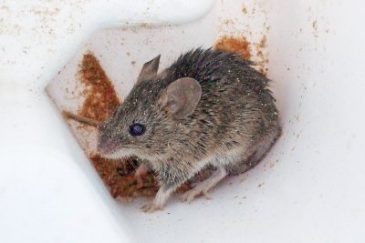 Little field mouse discovered in empty peanut storage container