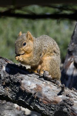 Calfornia Red Squirrel