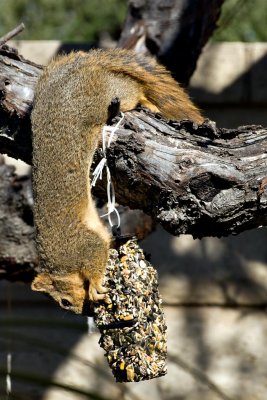 Woodpecker seed block attracts more than just woodpeckers