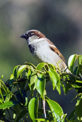 Our common house sparrow but in such a nice setting