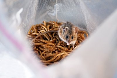 Field mouse enjoying dry mealworms