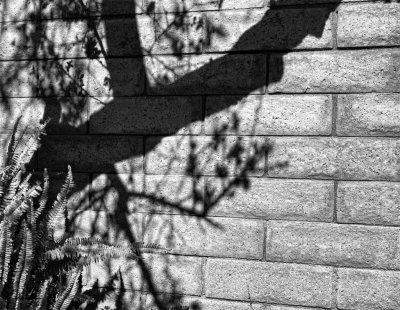 Winter tree shadow on wall