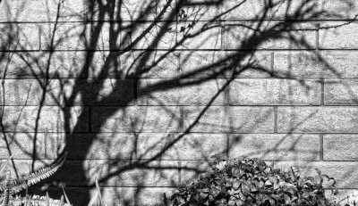 Winter tree shadow on wall