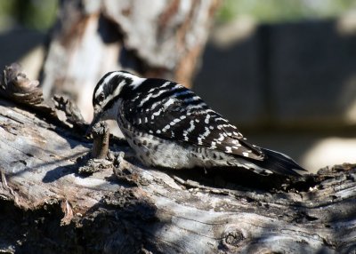 Nuttalls woodpecker