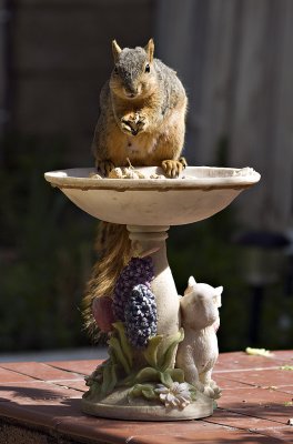Squirrel feeding area