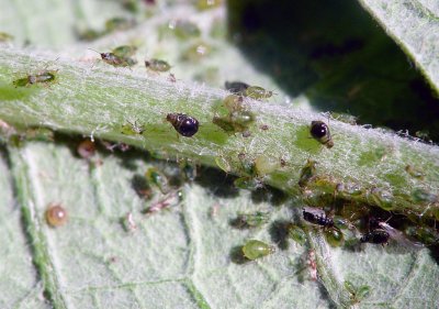 Aphids (ant cows) on Articoke plant
