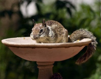 Puffy cheeks!