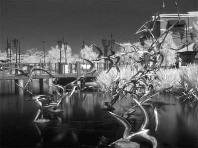 Black & White Infrared Photography