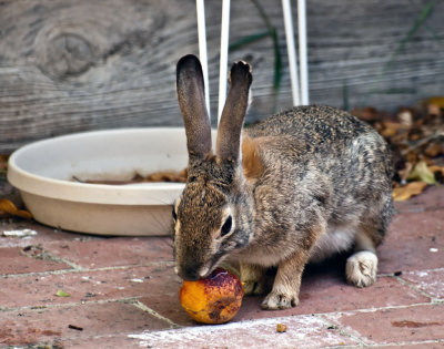 Taking advantage of the last of the nectarines