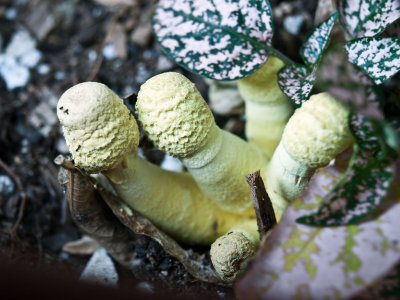 Mushroom - Leucocoprinus birnbaumii