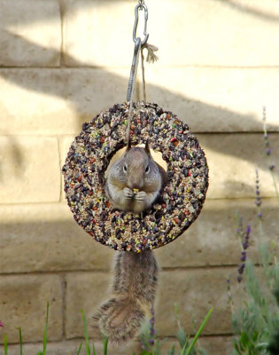 Squirrel Swing
