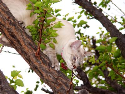 Look Out Below, Coming Down!