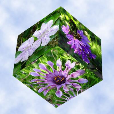 flower Cube
