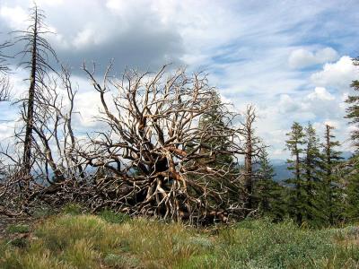 Fire Remains