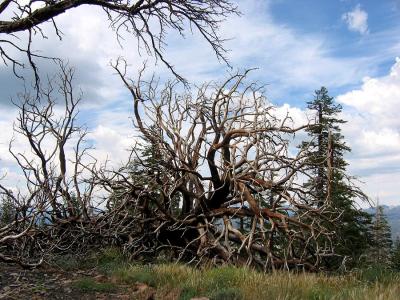 Fire Remains